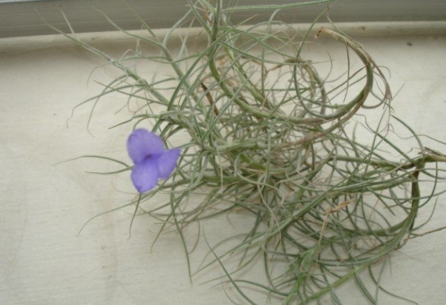 Tillandsia mallemontii