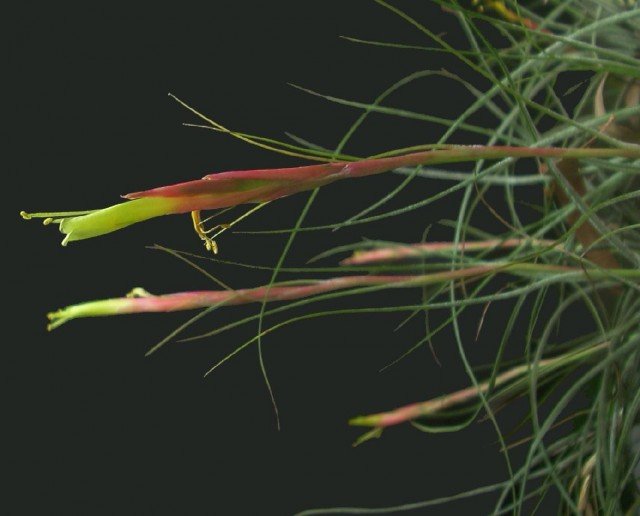 Tillandsia schiedeana "4st"