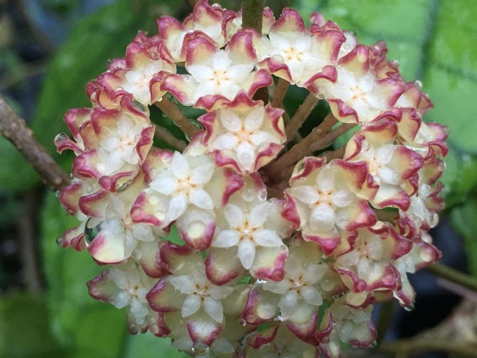 Hoya callistophylla ( 2 leaf cutting )
