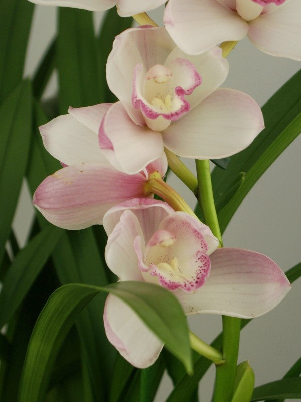 Cymbidium Great Flower "Marie Laurencin"