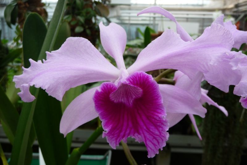 Laelia lobata