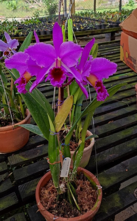 Cattleya percivaliana forma rubra 'Veneno' (Big)