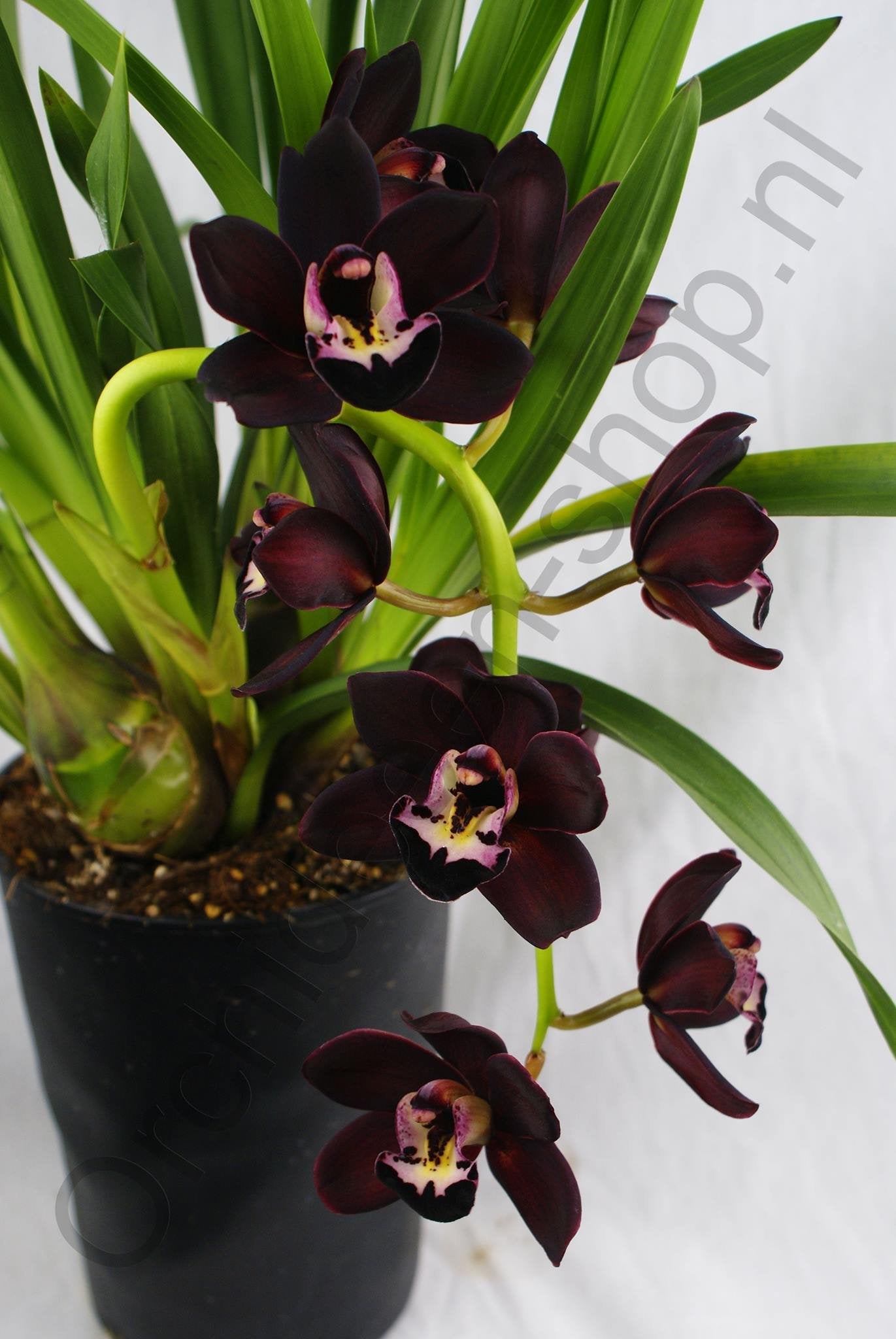Cymbidium Kiwi Midnight "Geyserland" "Groß"