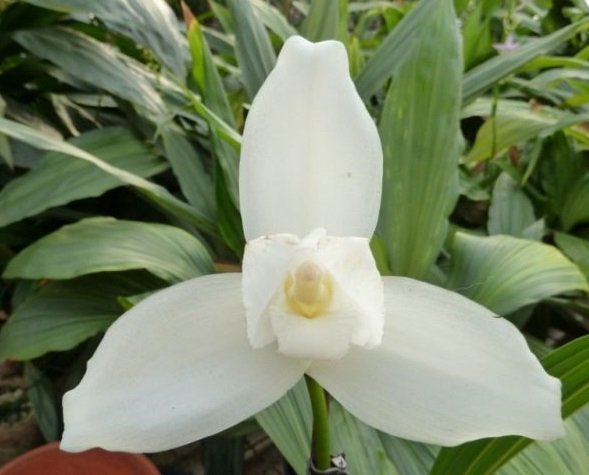 Lycaste skinneri var. alba