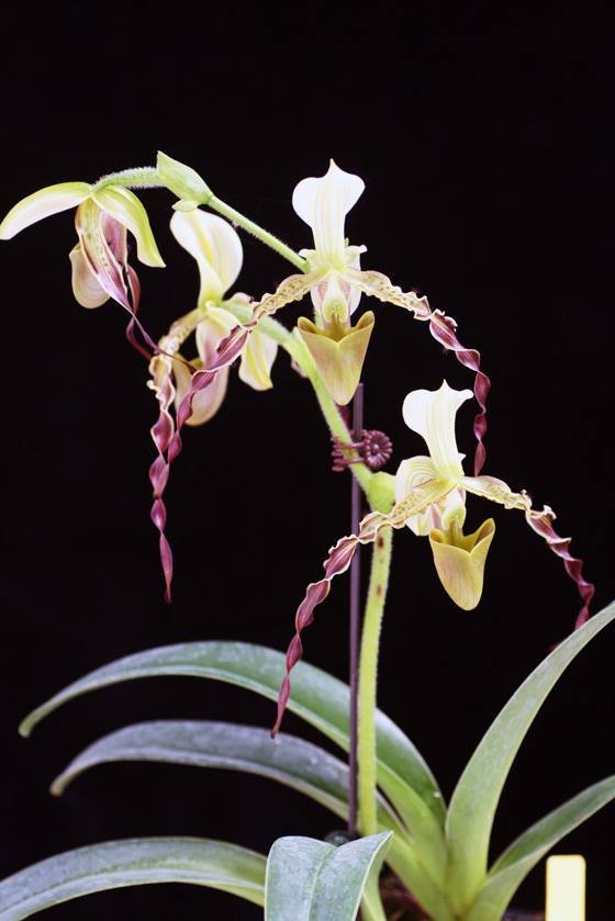 Paphiopedilum parishii