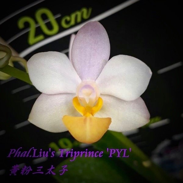 Phalaenopsis Liu's Triprince "Gelbe Lippe"