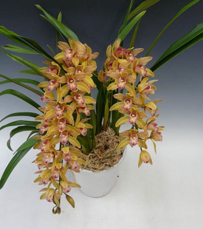 Cymbidium Joan Taylor "Million Kiss"