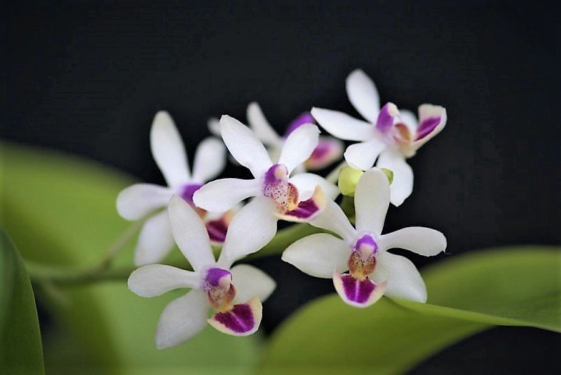 Doritaenopsis Anna Larati "Soekardi White"