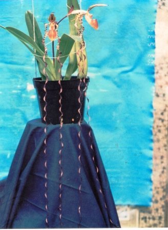 Paphiopedilum sanderianum