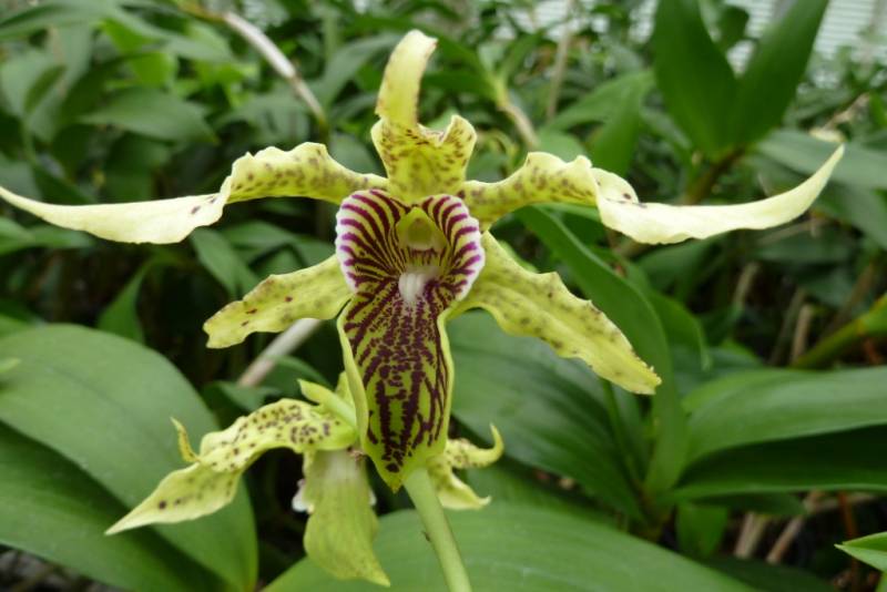Dendrobium alexanderae x atroviolaceum
