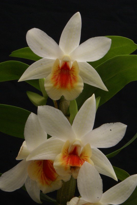 Dendrobium Dawn Maree