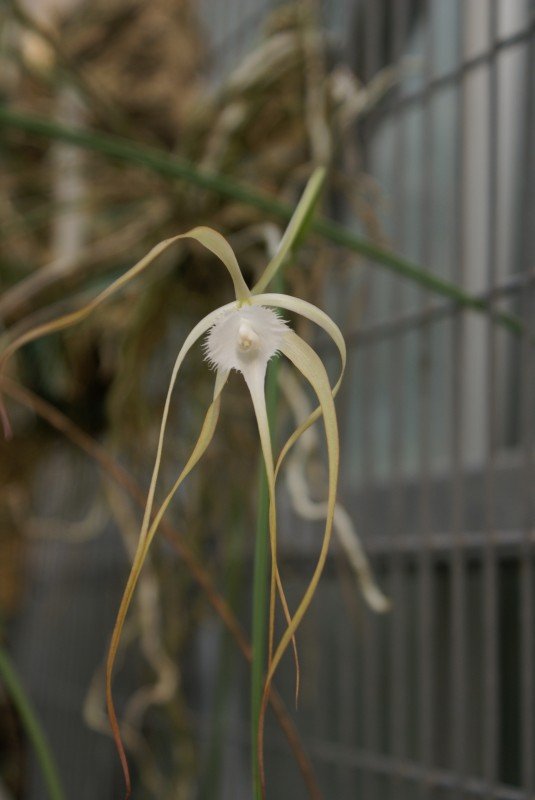Brassavola cucullata