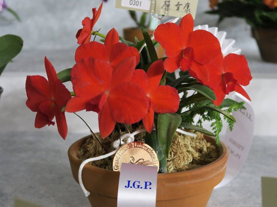 Sophronitis coccinea "4N Japan" Big