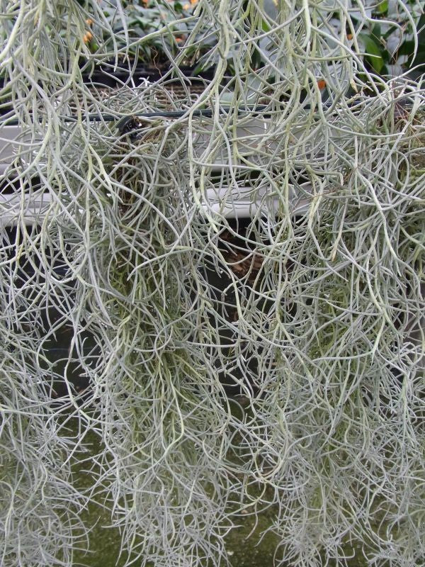 Tillandsia usneoides (Spanish moss)