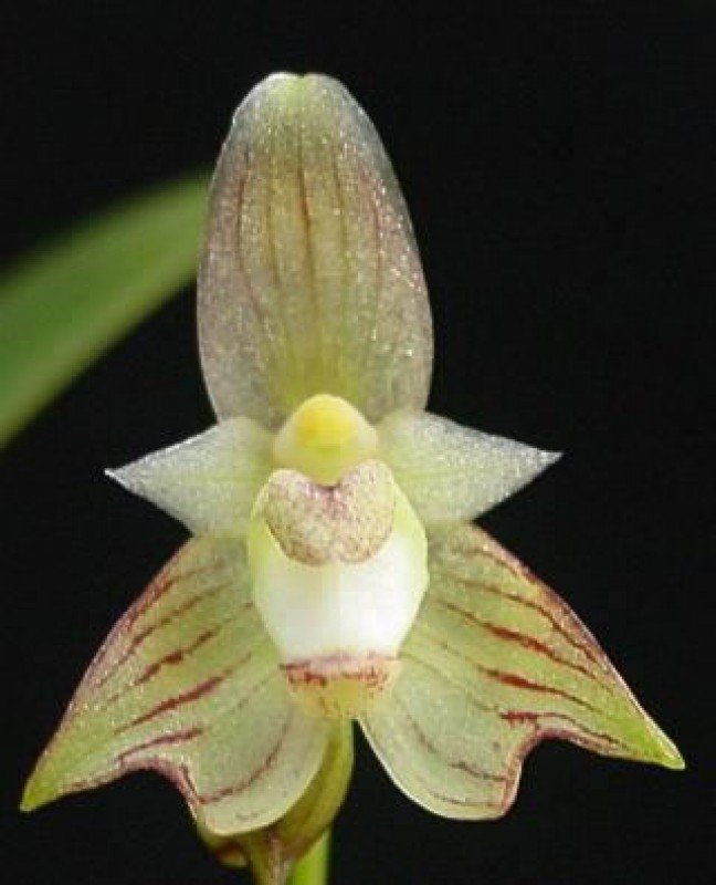 Bulbophyllum ambrosia