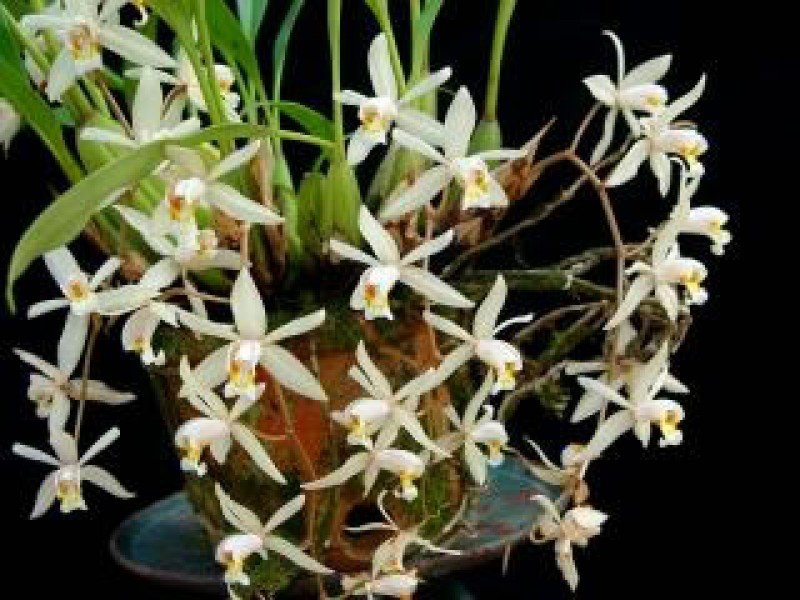 Coelogyne flaccida "Groß"