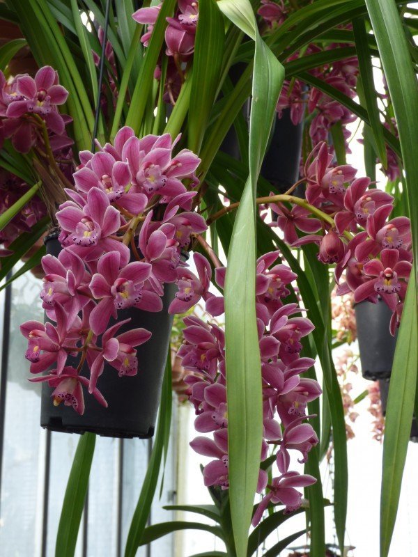 Cymbidium Ruby Sarah "Gemstone"