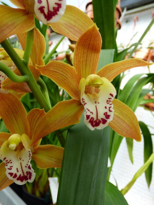 Cymbidium Orange Nymph