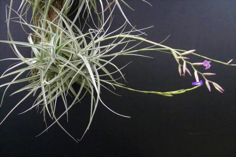 Tillandsia Capricorn "Big Clumb 10 heads"