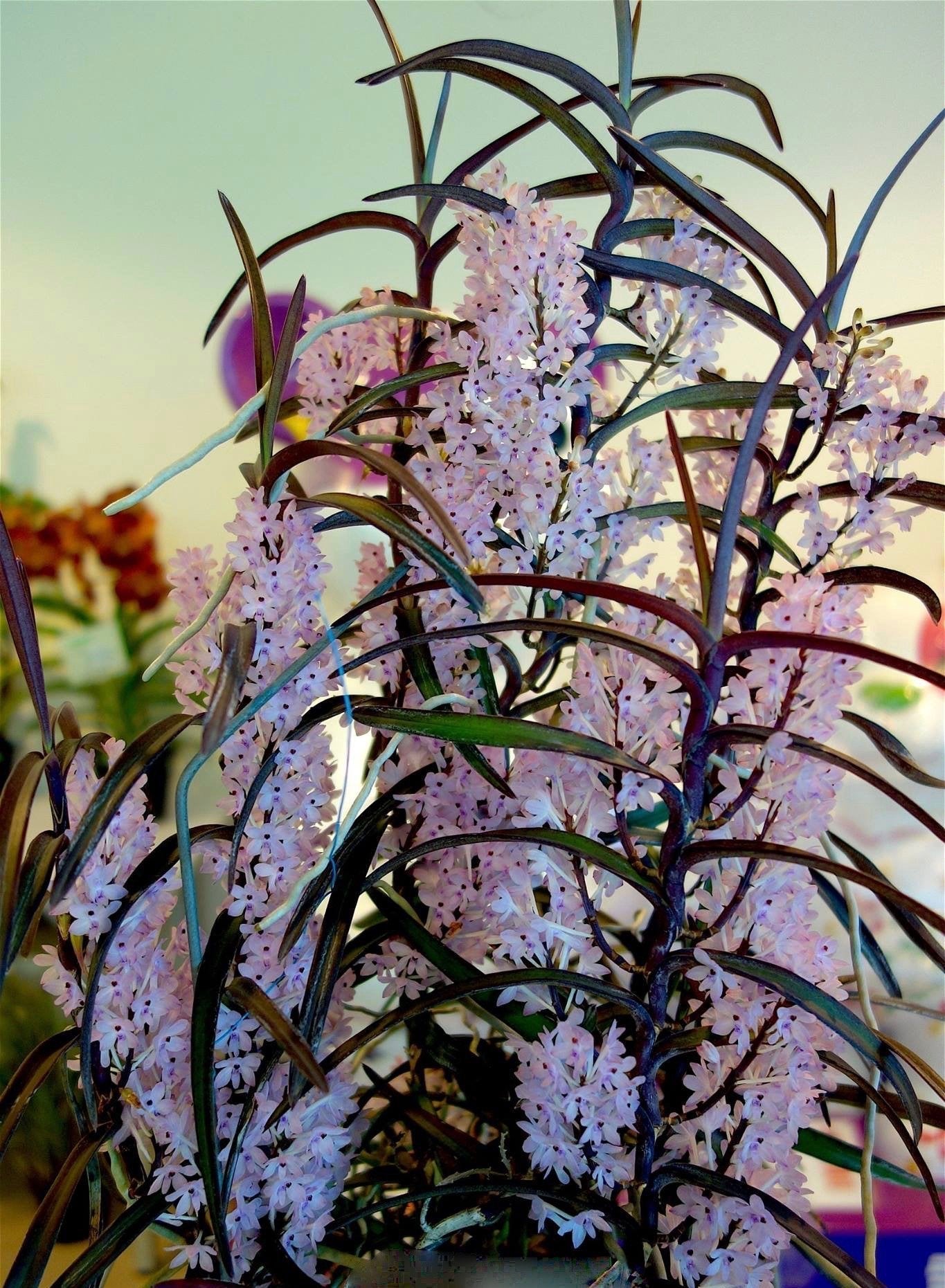 Ascocentrum christensonianum "XXL Groß pflanze"