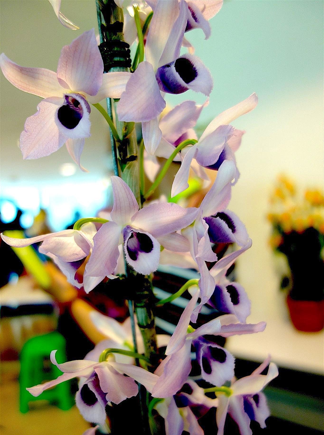 Dendrobium parishii coerulea