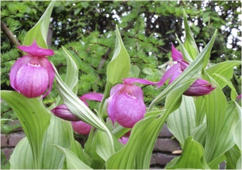 Cypripedium macranthos