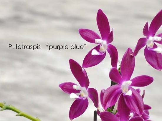 Phalaenopsis tetraspis "Purple"