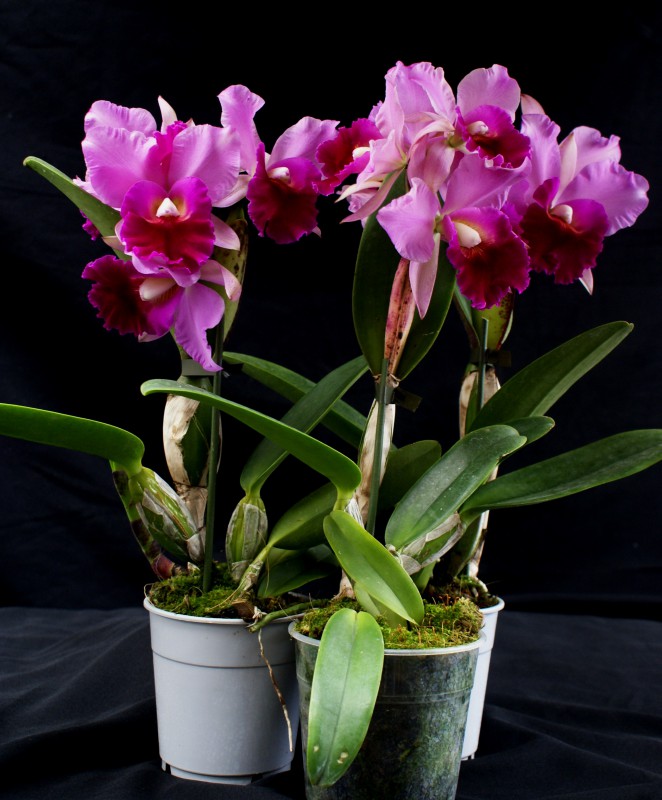 Laeliocattleya Supersonic Striking Lip
