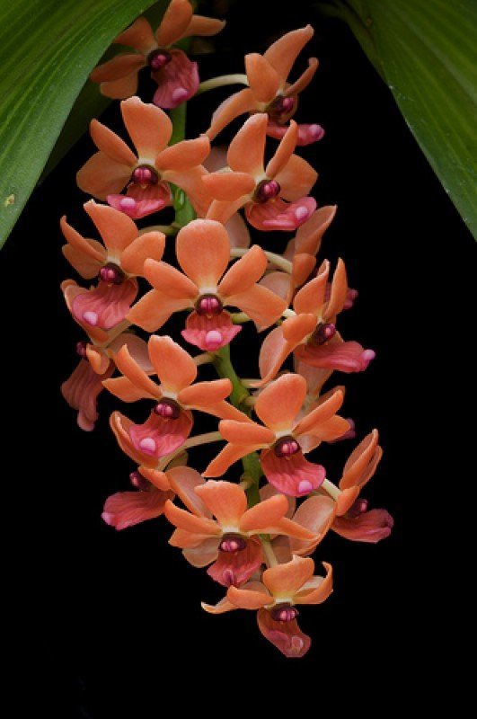 Rhynchostylis gigantea "Peach"