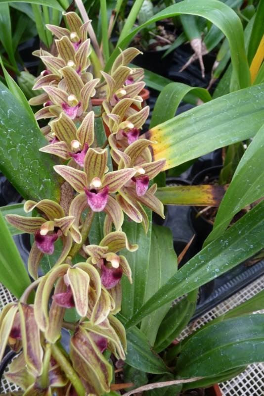 Cymbidium devonianum