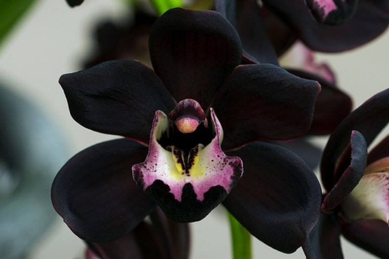 Cymbidium Kiwi Midnight "Geyserland" "Big"