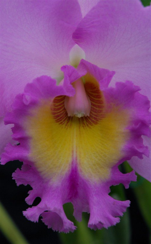 Blc. Mahina Yahiro "Mishima"