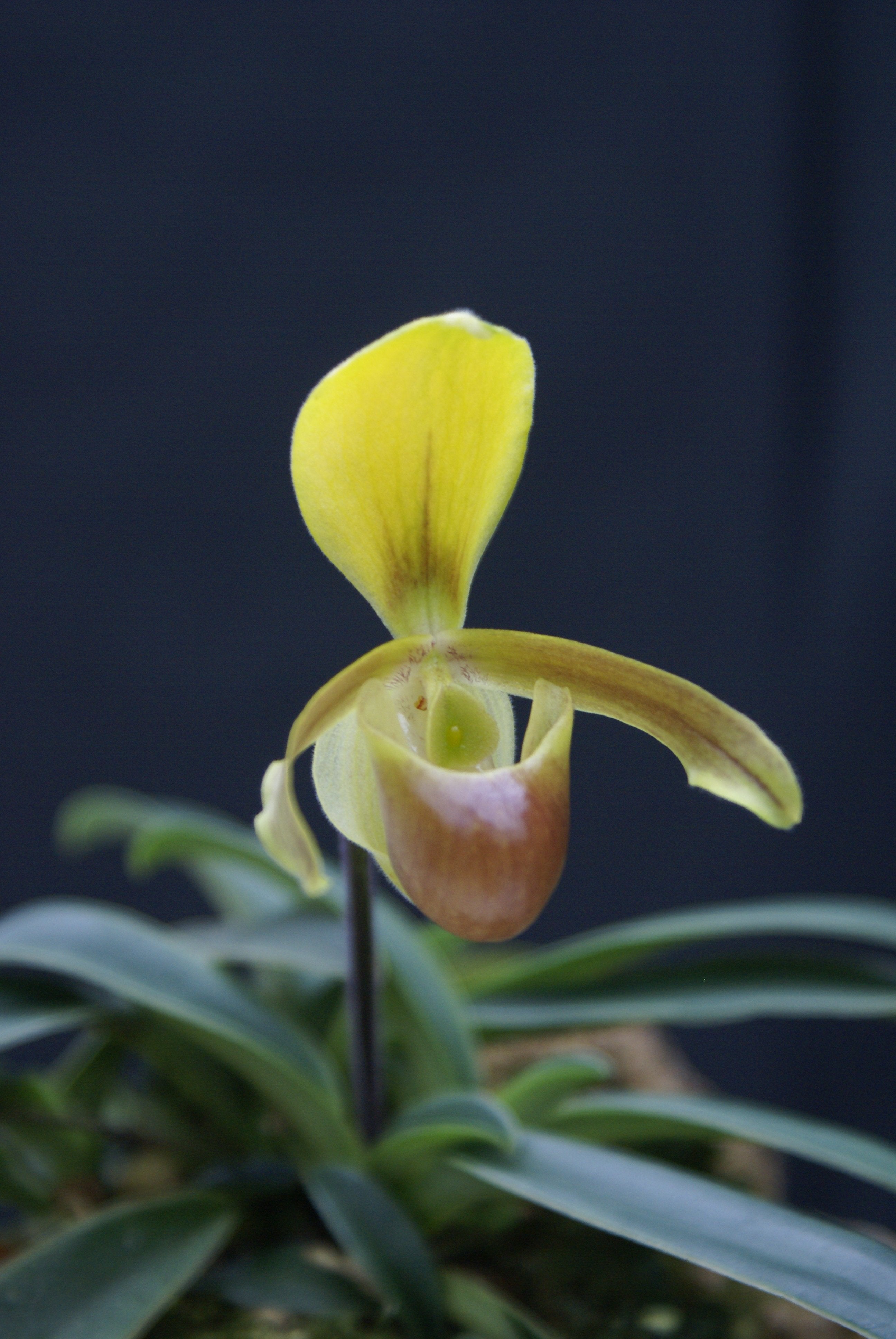 Paphiopedilum helenae