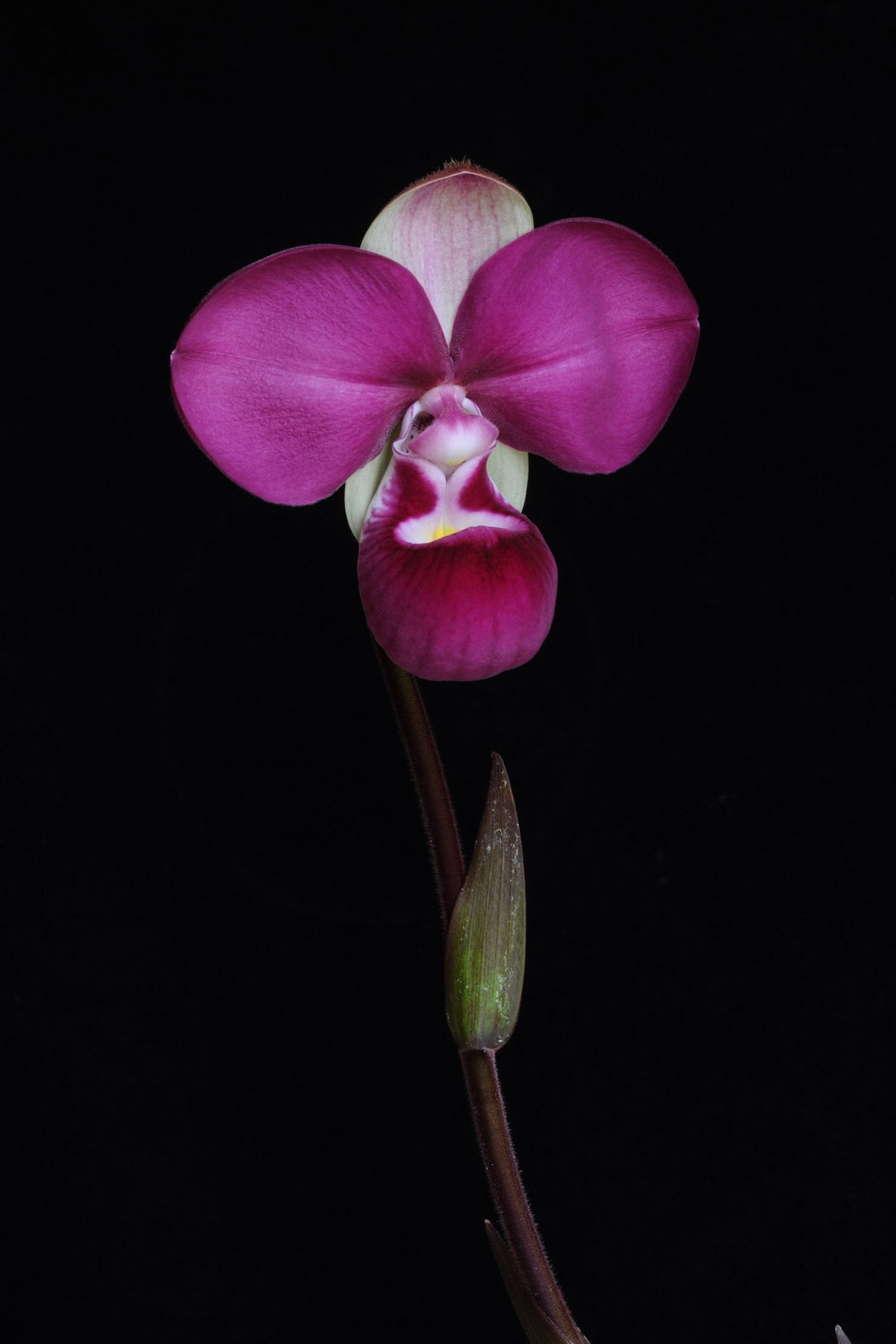 Phragmipedium kovachii