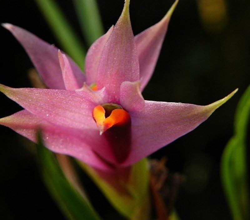 Dendrobium violaceum