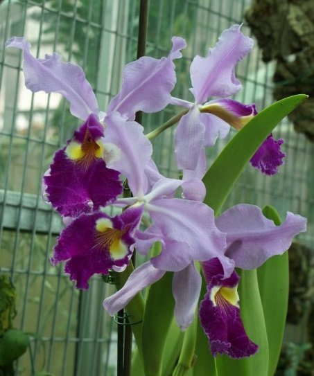 Cattleya warscewiczii (Small size)