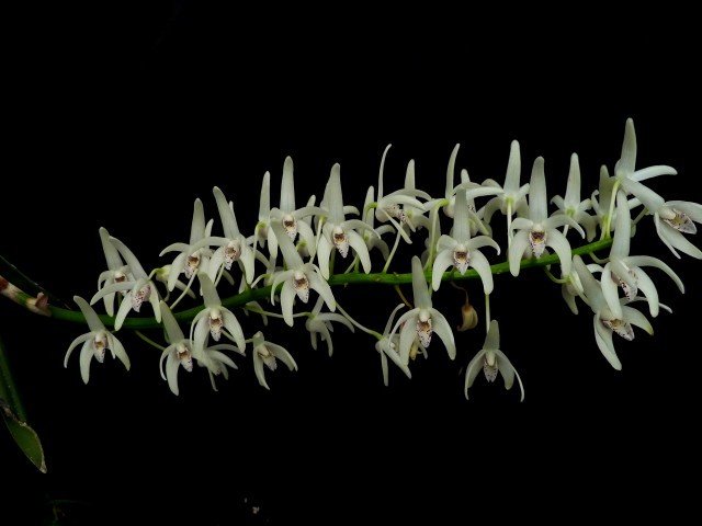 Dendrobium speciosum