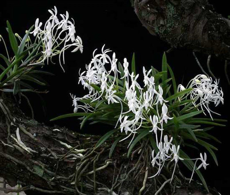 Neofinetia falcata "Clumb" (Großer XL)