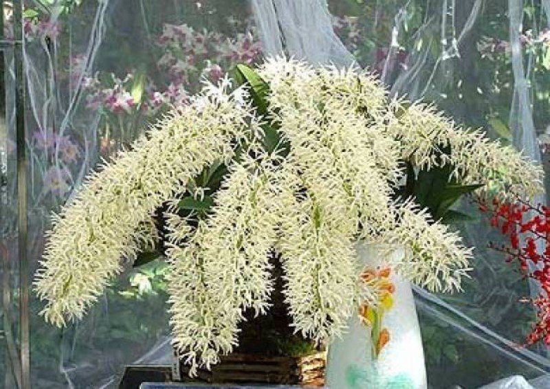 Dendrobium speciosum (Compact type)