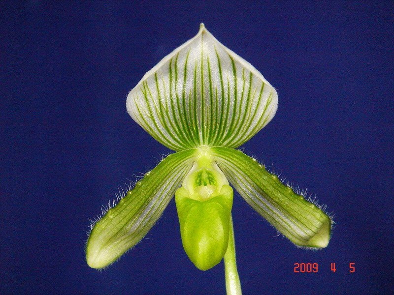 Paphiopedilum callosum alba