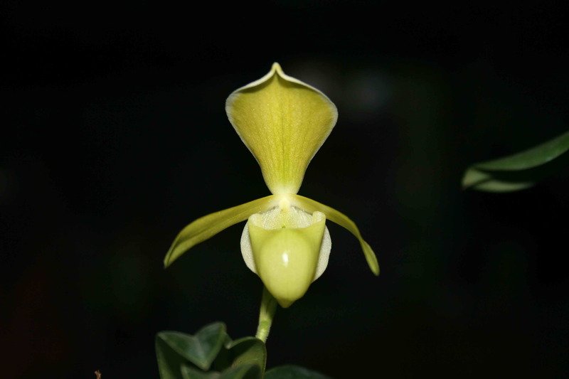 Paphiopedilum helenae Alba