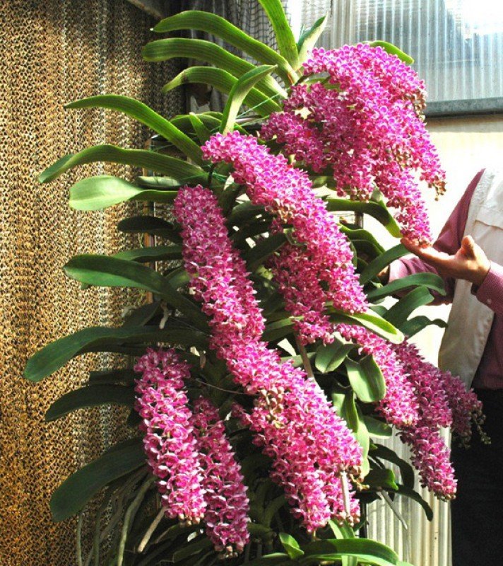 Rhynchostylis gigantea