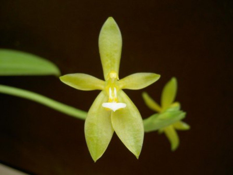 Phalaenopsis cornu-cervi alba