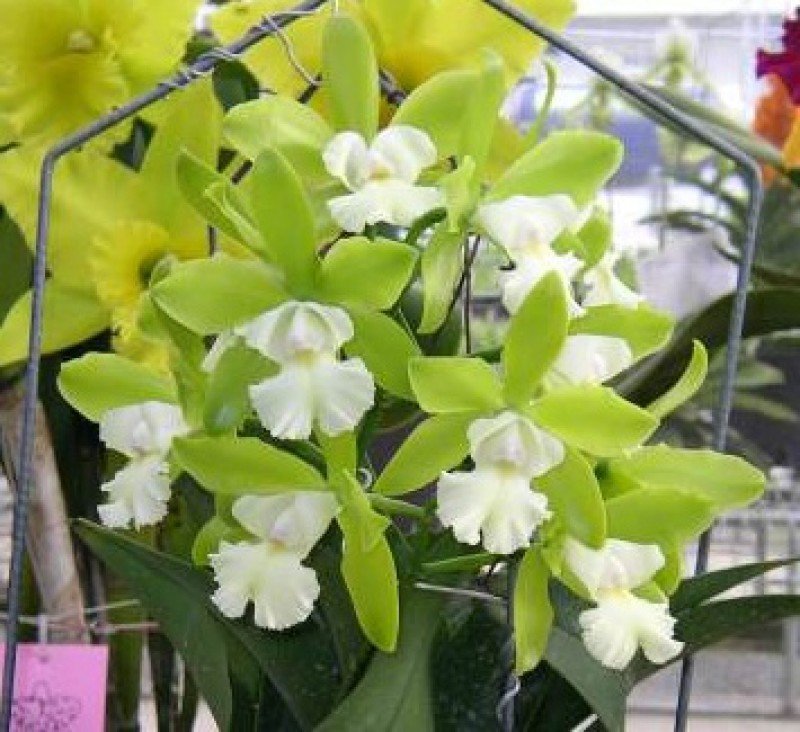 jade orchid plant Cattleychea Siam Jade