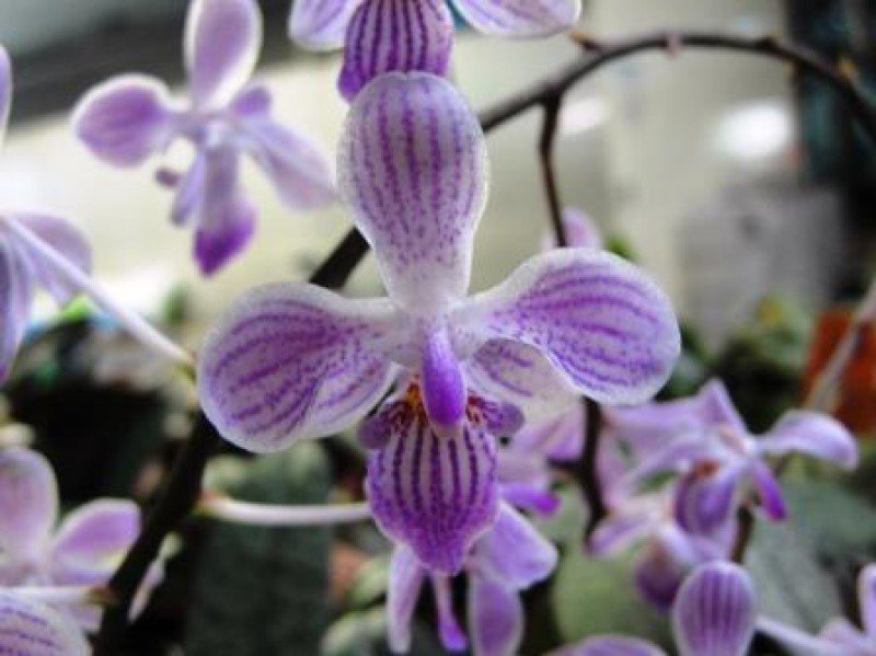 Phalaenopsis Silbergrube x lindenii