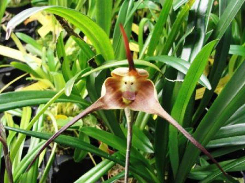 Dracula gigas (aaporchidee)