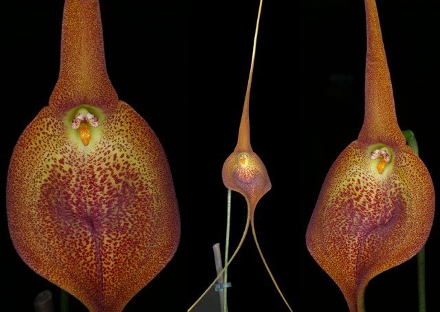 Masdevallia ayabacana