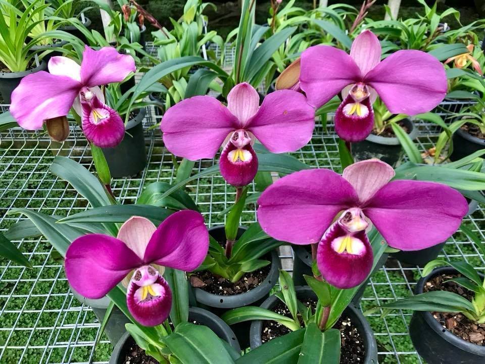 Phragmipedium kovachii