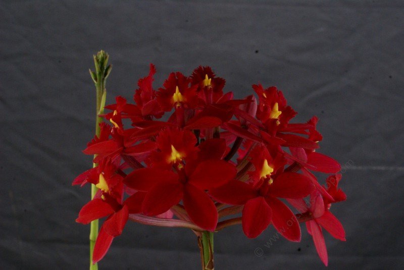 Epidendrum Red Dragon