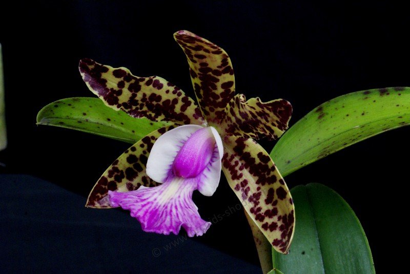 Cattleya aclandiae "Special Selection 1"